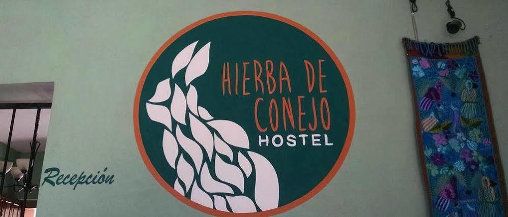 Hierba De Conejo Hostel Oaxaca Exterior foto
